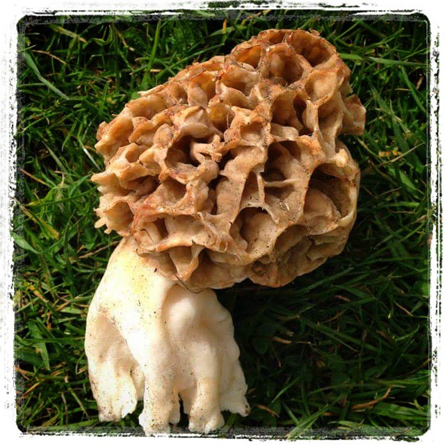 Morel in green gras